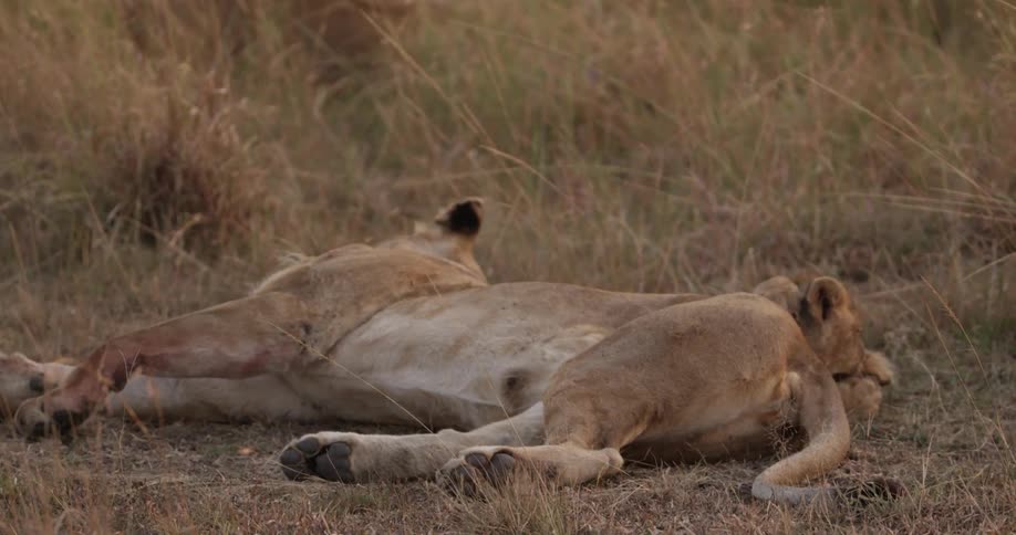 Lioness and playful cubs laying in the grass