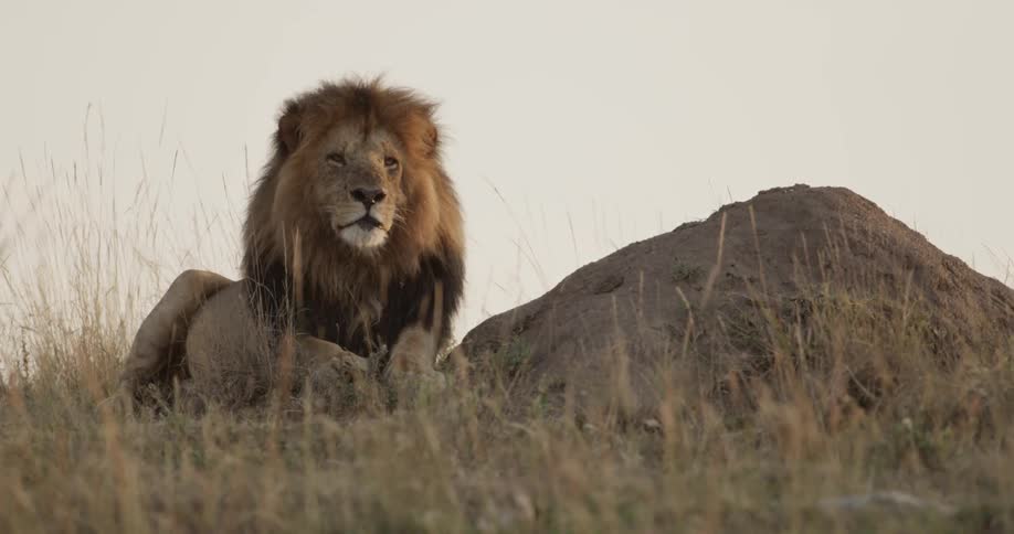 Lion laying in a grassy area