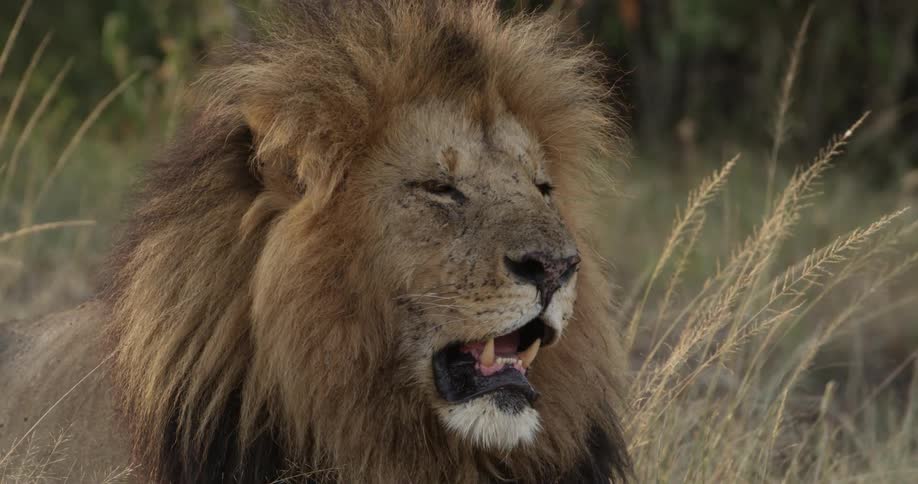Close shot of a lion with his mouth open as he rests in tall grass