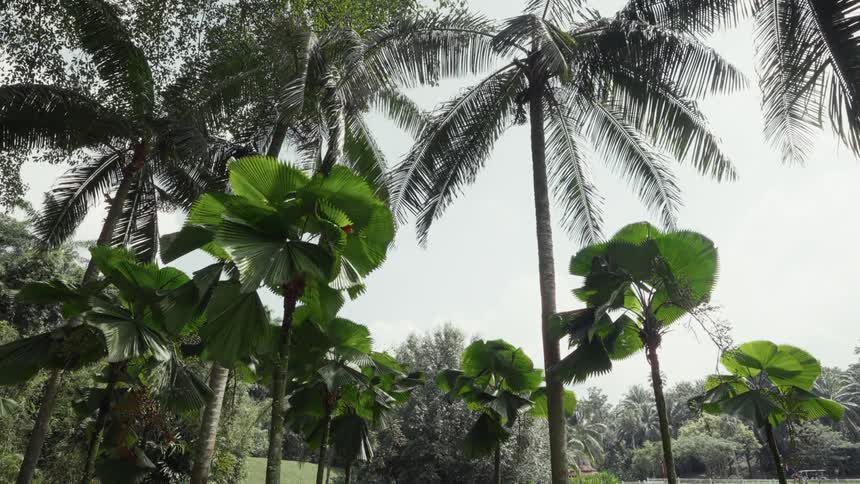A low-angle view of various tropical palm trees swaying gently in the wind against a bright sky