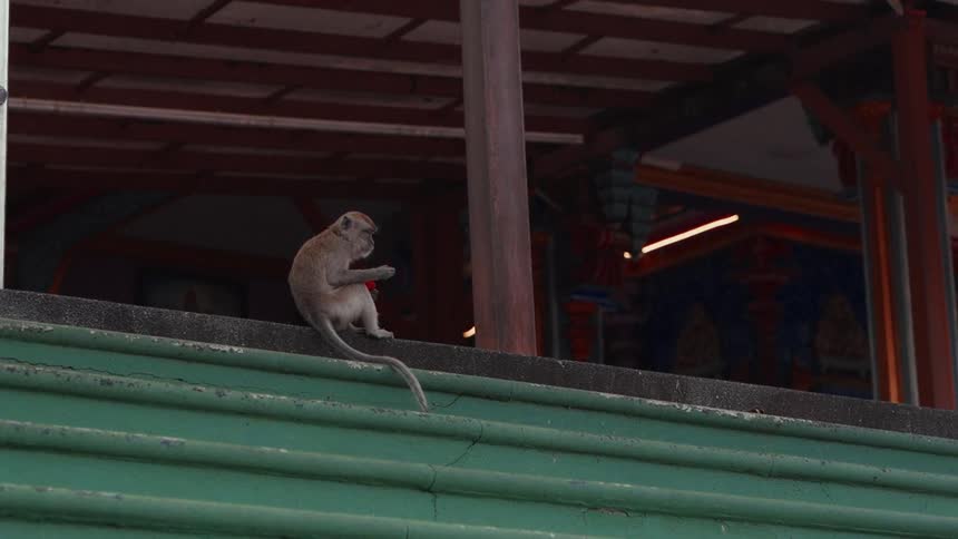 A curious monkey sits on a green ledge of a temple, carefully inspecting a small object in its hands