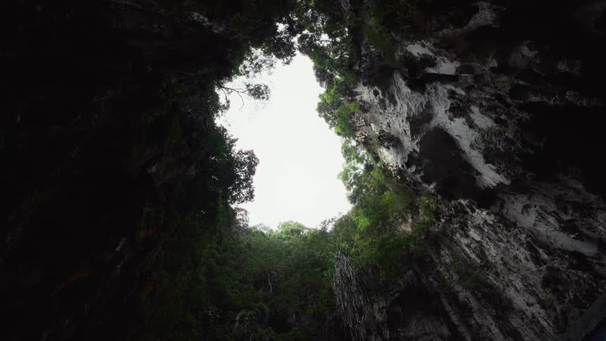 Looking up at the sky and jungle canopy from the bottom of a large, dark cave as water drips down the rock face