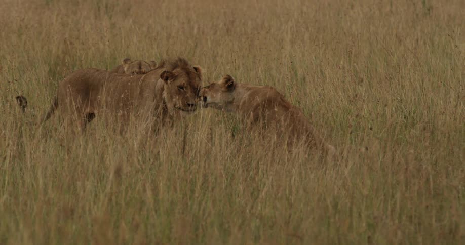 A lion watches as two lions meet in the tall grass