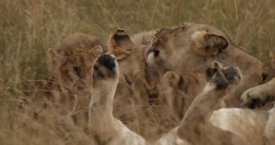 Lion licking its mate while baby cubs play beside them