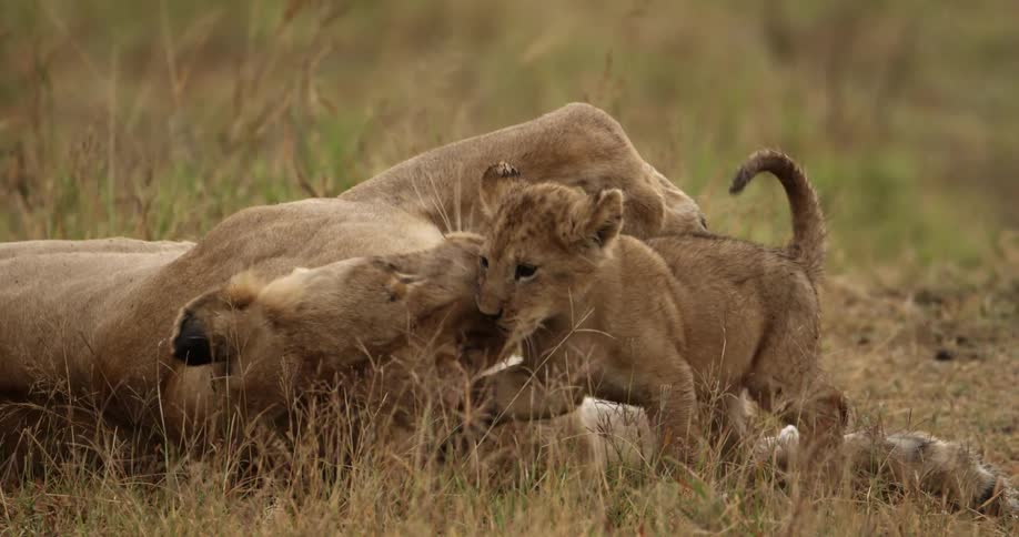 Lion cub being playful with a lioness