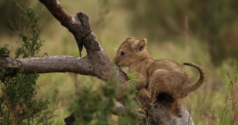 Baby lion climbs a tree
