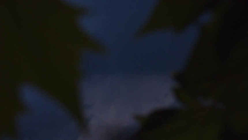 Dramatic lightning flashes across a dark, stormy night sky, framed by the blurry silhouette of tree leaves
