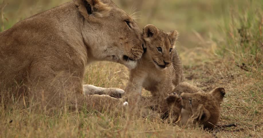 A lioness cleans her cubs