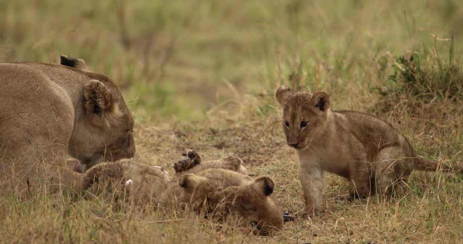 Lion cubs play fighting next to their mother