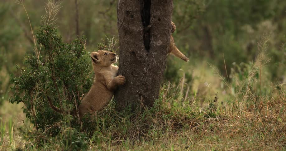 Lion cubs climbing a tree