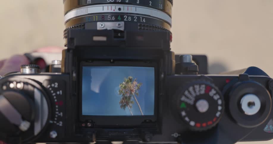 Framing a shot of a tropical palm tree through the viewfinder of a retro film camera