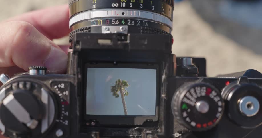 A photographer looks through the waist-level viewfinder of a vintage film camera, focusing on a palm tree