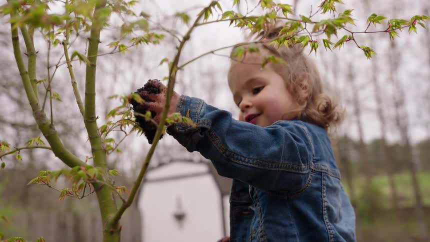 A cute toddler girl in a denim jacket gets her hands dirty as she playfully puts soil on a small tree in the backyard