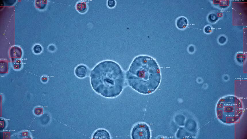 Advanced AI technology tracks and analyzes the process of cell division under a microscope with data overlays