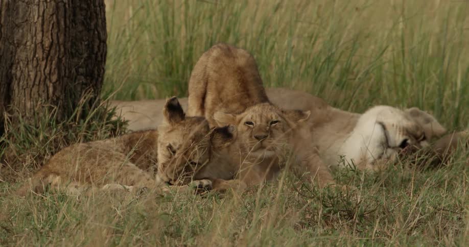 Two lion cubs and a lioness laying in the grass