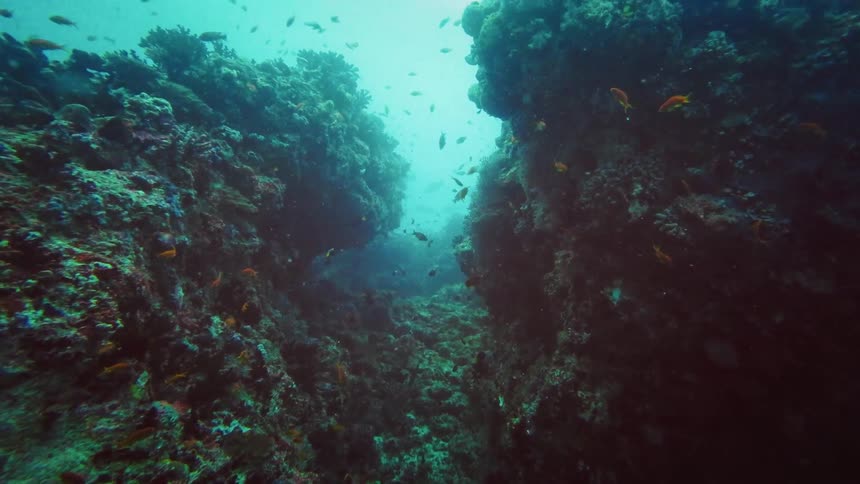 A static underwater shot captures schools of small, colorful fish swimming peacefully within a deep coral reef canyon