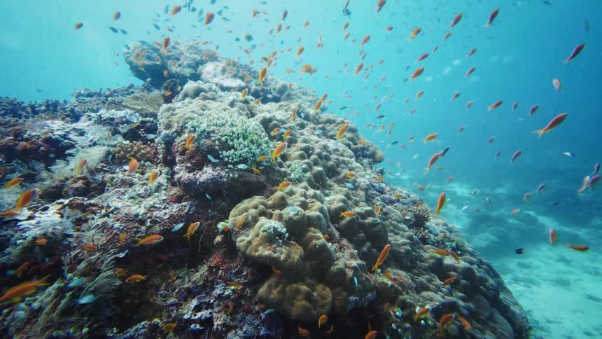 A school of vibrant orange fish swim peacefully around a large, healthy coral reef in the clear blue ocean