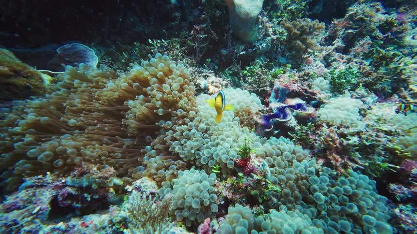 An underwater view of a colorful Clarks anemonefish finding shelter within its host sea anemone on a thriving coral reef