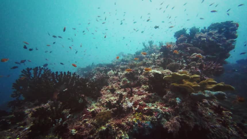 A slow pan reveals a bustling underwater ecosystem with schools of small orange fish swimming over a colorful coral reef