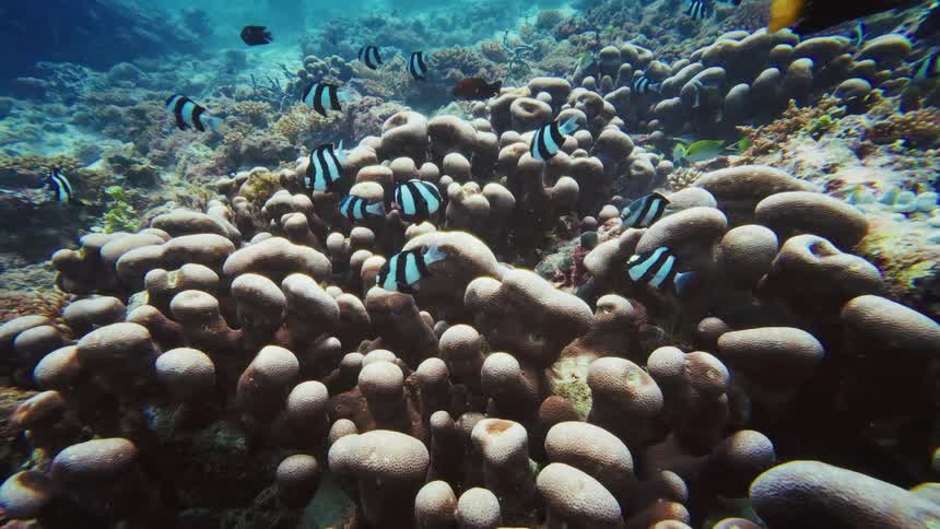 A slow push-in shot of a coral reef teeming with various tropical fish, including a large school of black and white damselfish