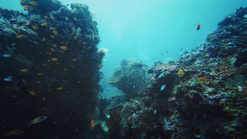 Schools of colorful fish swim through a vibrant coral reef canyon deep in the ocean