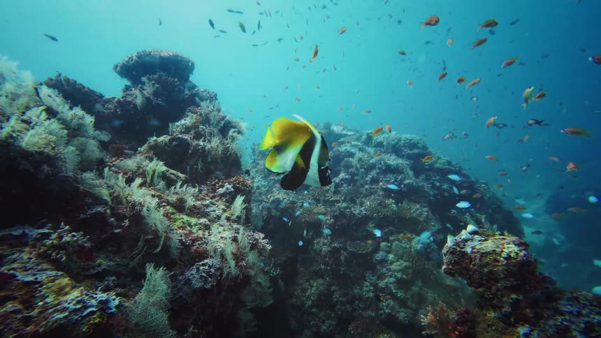 A beautiful yellow and black Longfin Bannerfish swims slowly through a colorful and lively coral reef ecosystem