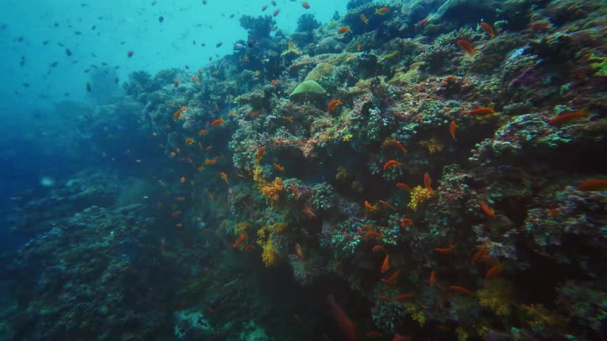 A bustling school of bright orange reef fish swims gracefully around a vibrant and colorful coral reef deep in the ocean