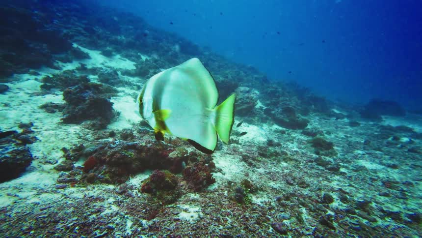 A solitary Longfin batfish gracefully glides over a rocky and sandy seabed in the deep blue ocean