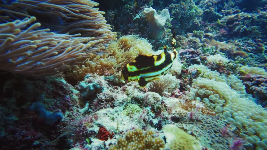 A striking juvenile oriental sweetlips and a clownfish swim amidst a vibrant and colorful coral reef teeming with anemones