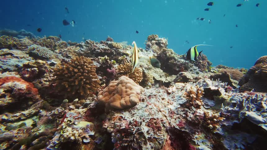 A slow push-in shot captures vibrant tropical fish, including Moorish Idols, swimming peacefully over a colorful coral reef