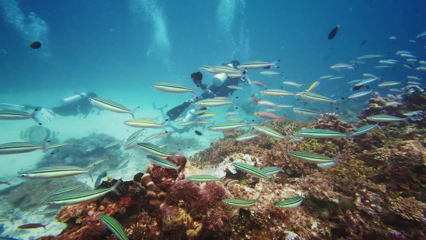 A group of scuba divers gracefully swim over a vibrant coral reef teeming with schools of tropical fish in the clear blue ocean