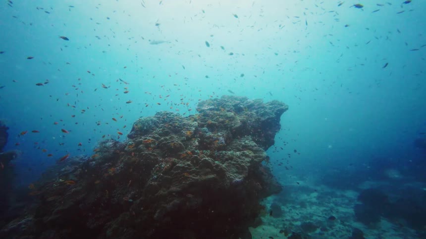An underwater view of a vibrant coral reef teeming with a large school of small, colorful fish