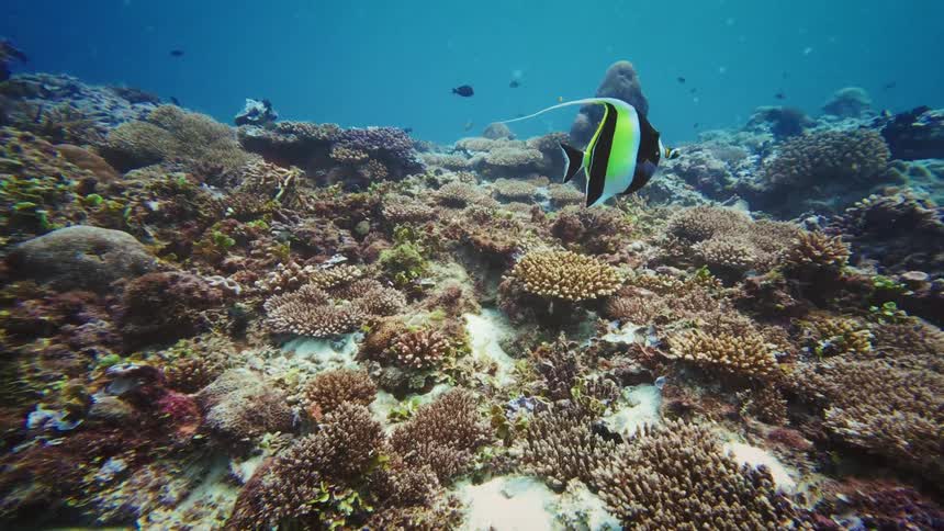 A slow-motion underwater view of a Moorish Idol and other tropical fish swimming over a vibrant and diverse coral reef