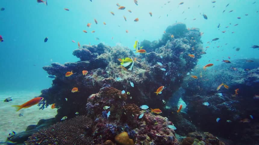 An enchanting underwater scene captures a thriving coral reef teeming with schools of vibrant tropical fish