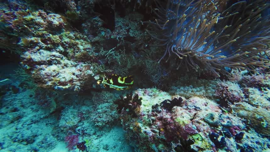 An Oriental Sweetlips fish hides amongst the vibrant coral reef next to a sea anemone
