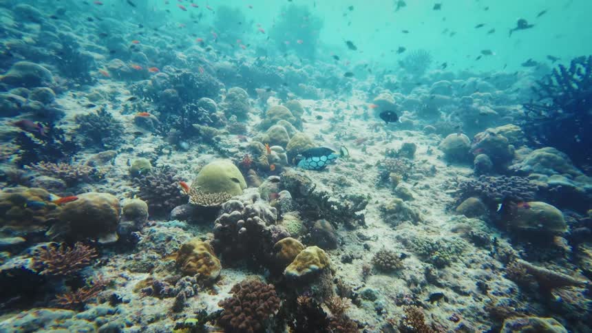 A colorful clown triggerfish swims amongst a vibrant coral reef teeming with schools of tropical fish