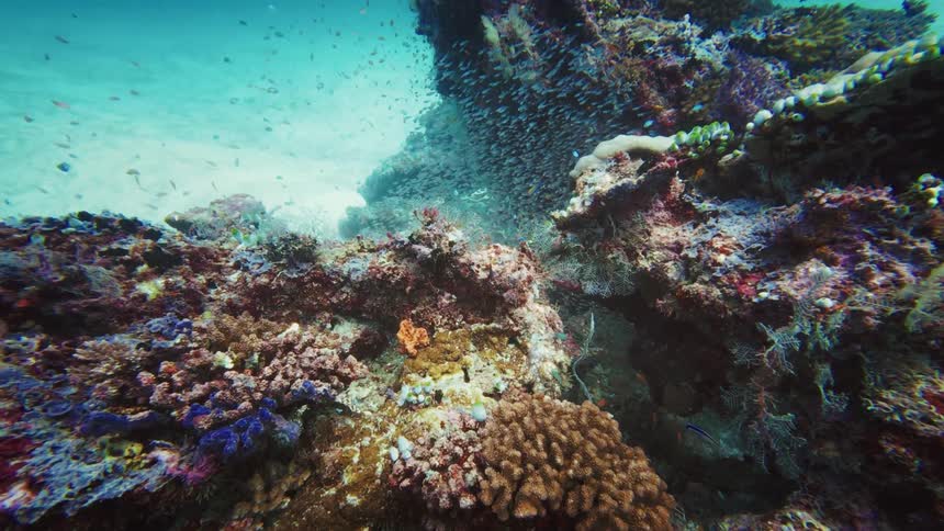 A massive school of tiny fish swarms around a vibrant and biodiverse coral reef in the clear blue ocean