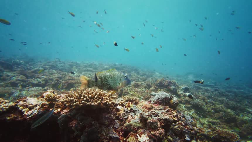 A large, colorful parrotfish gracefully swims away over a vibrant coral reef surrounded by a school of smaller fish