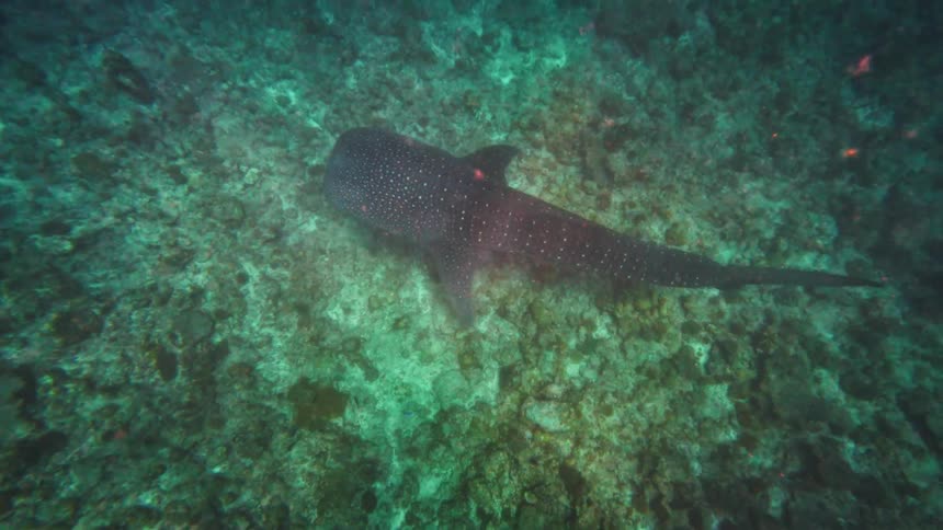 A giant spotted whale shark swims slowly over a rocky ocean floor