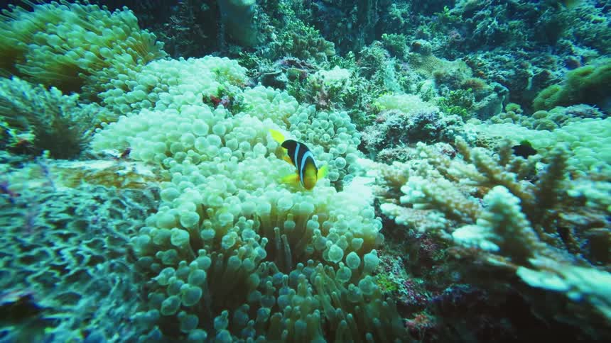 A vibrant clownfish swims peacefully amongst the protective tentacles of a sea anemone on a beautiful coral reef