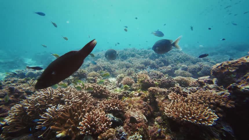 A slow push-in shot reveals a vibrant underwater coral reef ecosystem with diverse species of tropical fish swimming peacefully