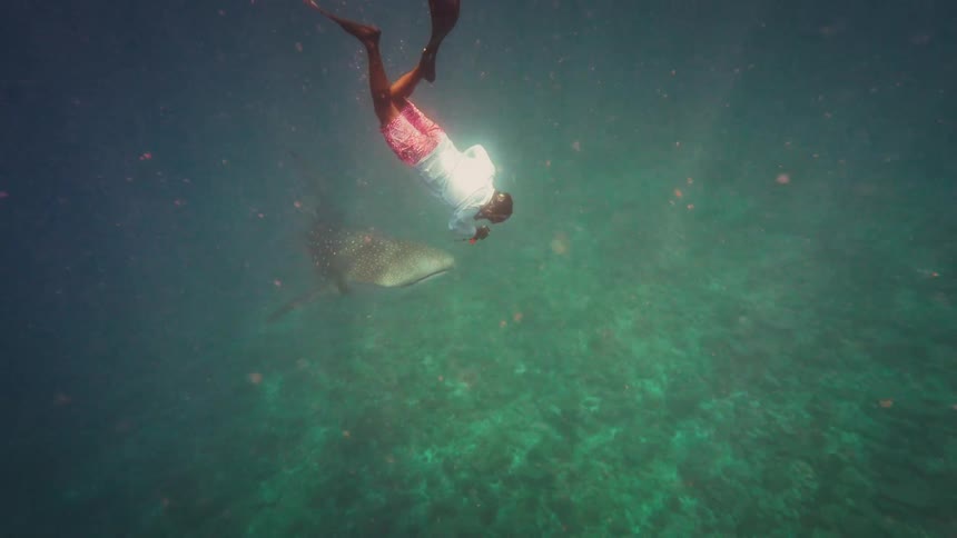 High angle underwater view of a freediver swimming alongside a massive whale shark in the ocean