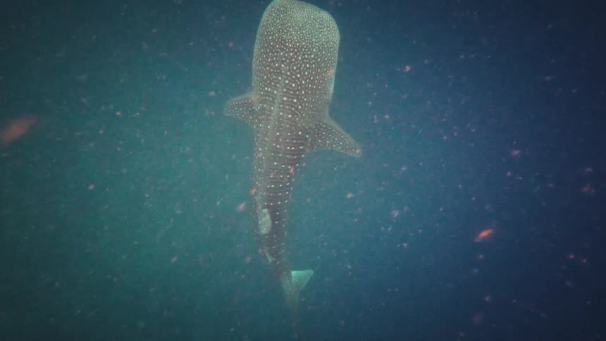 A majestic whale shark glides gracefully through a swarm of plankton in the deep blue ocean