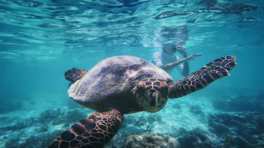 An underwater close-up shows a magnificent sea turtle swimming peacefully as a snorkeler watches from behind