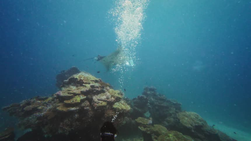 A scuba diver watches a majestic manta ray gracefully swim over a coral reef in the deep blue ocean