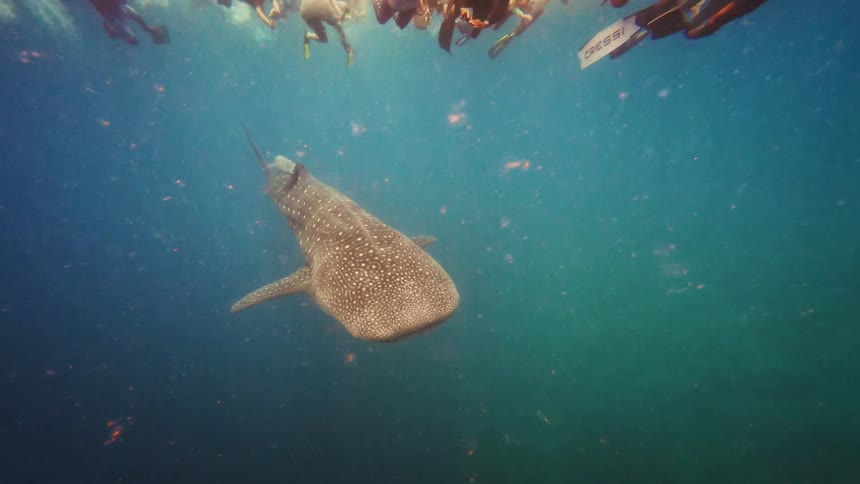 A giant, spotted whale shark swims peacefully in the ocean while being observed by a group of snorkelers at the surface
