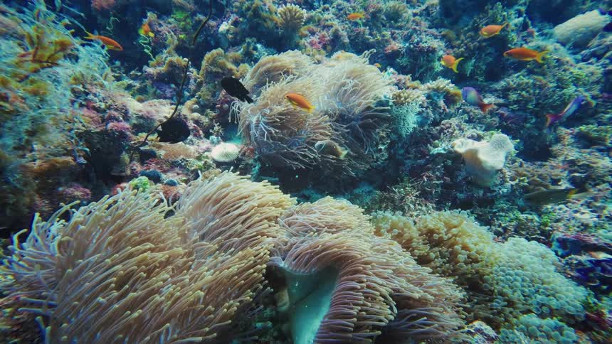 Colorful clownfish and other tropical fish swim in a sea anemone on a vibrant coral reef