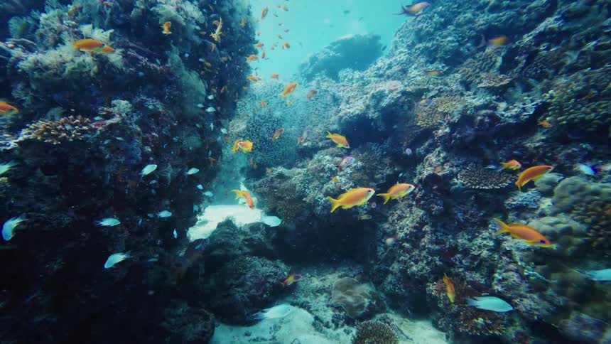 A vibrant school of colorful tropical fish swim peacefully through a beautiful coral reef canyon on the ocean floor