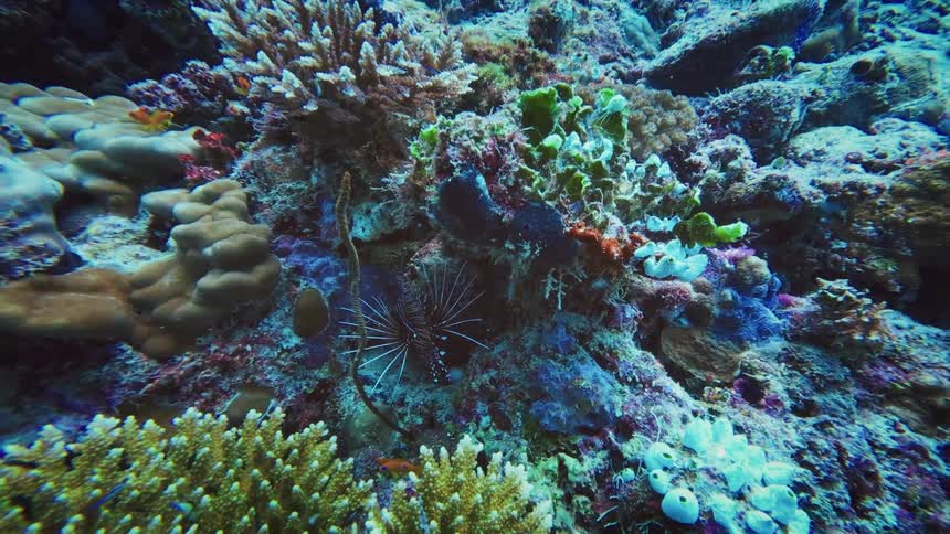 A venomous lionfish rests peacefully in a crevice of a colorful and vibrant coral reef, surrounded by other small tropical fish