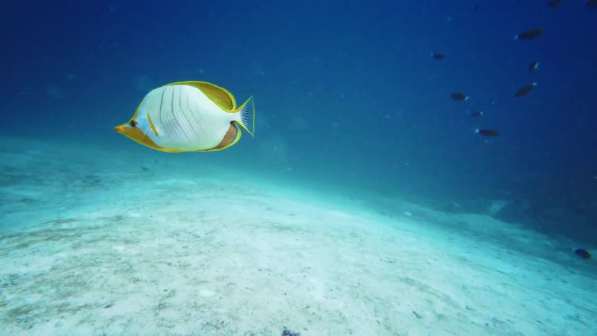 A batfish gracefully swims over a sandy ocean floor before the camera follows a butterflyfish exploring a vibrant coral reef